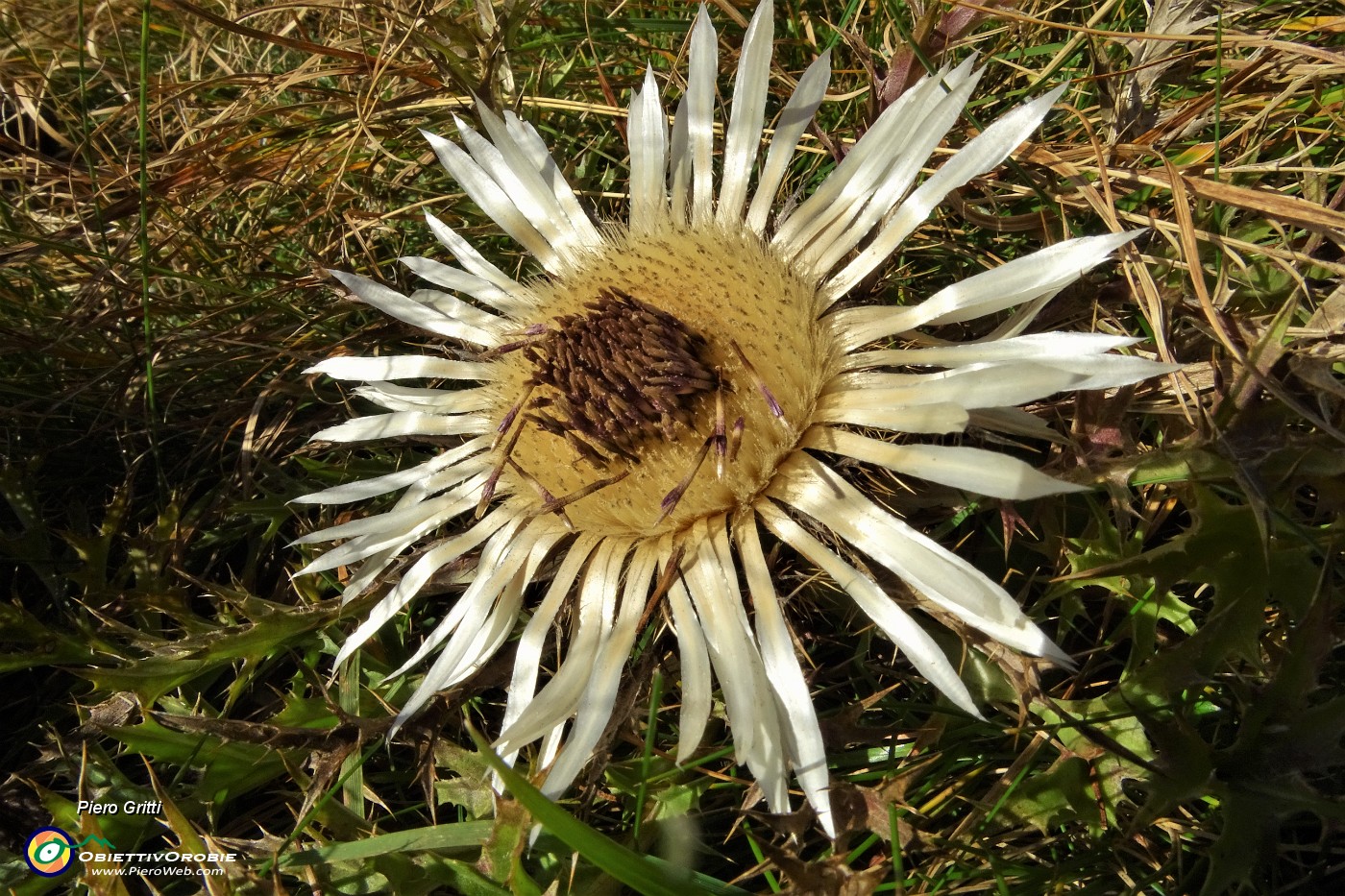 84 Carlina bianca (Carlina acaulis).JPG